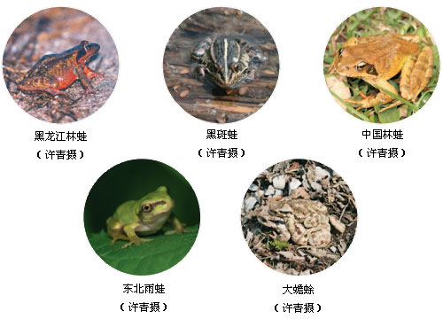 兩棲類