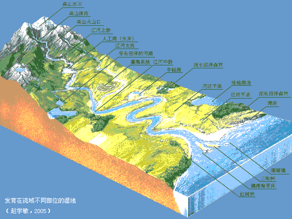 發育在流域不同部位的濕地（趙學敏，2005）